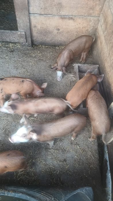 Vând în vârstă de 6 saptamani