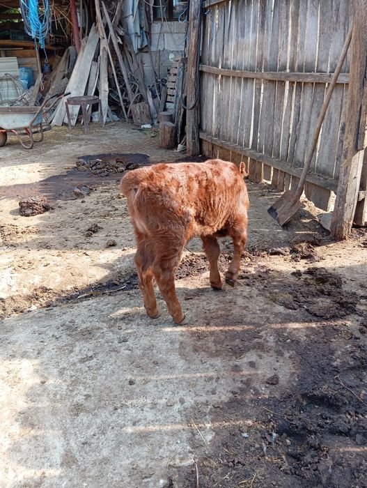 Vaca cu vițel și viței