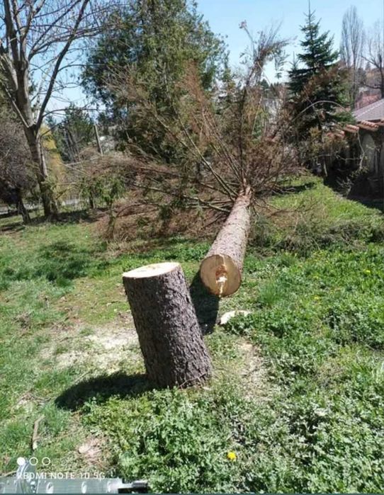 Рязане на опасни дървета и почистване на дворове