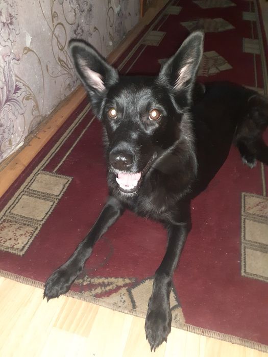 Животные даром бесплатно