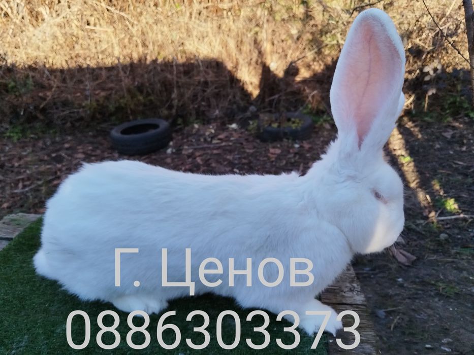 Продавам бели великани