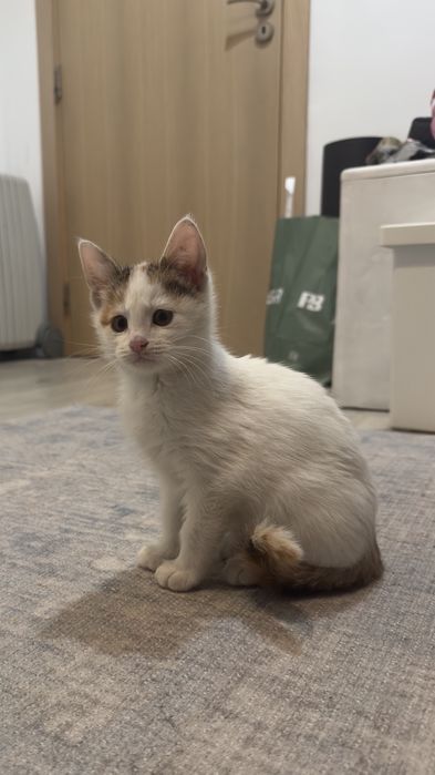 Котенце малко подарявам.