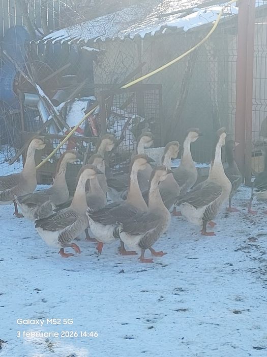 Gâște  africane  de  vânzare
