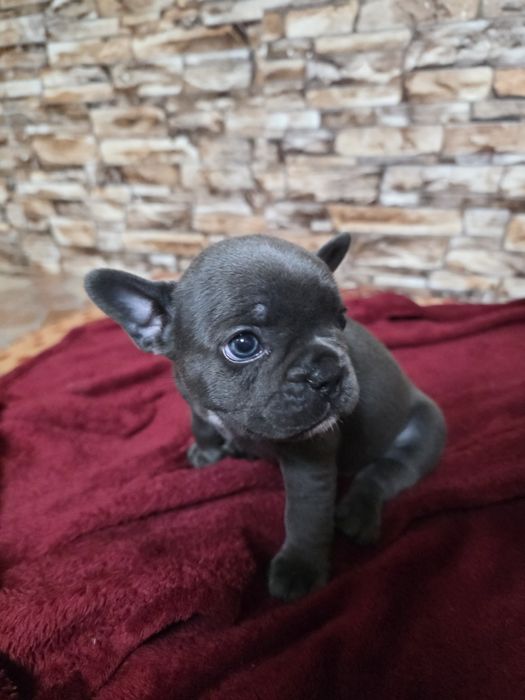 Бебета френски булдог