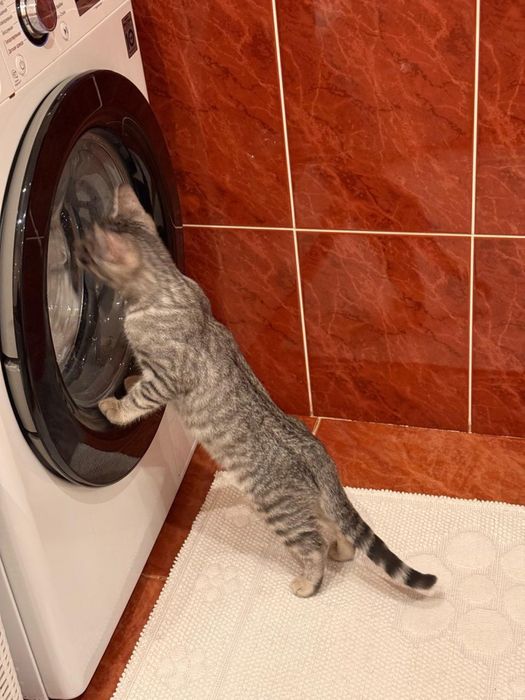 Кот шотландец 4,5 месяца