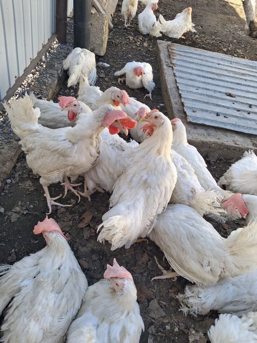Продам белых несушек