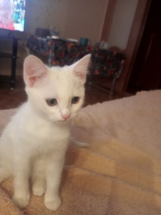 Котенок - девочка ищет  себе новый дом.