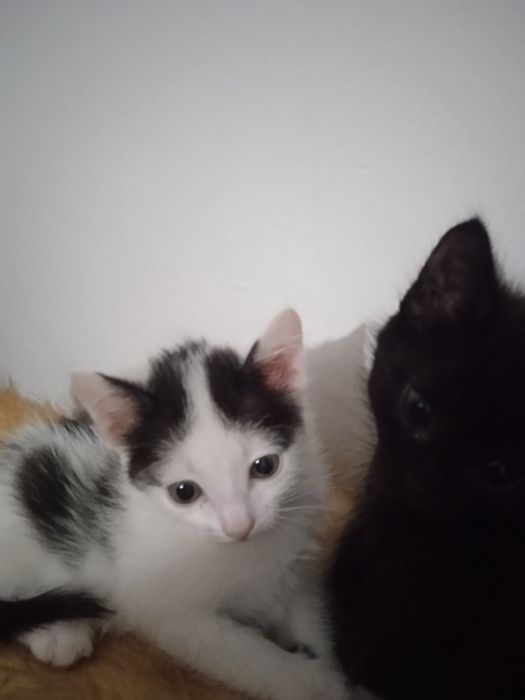 Отдам котят в хорошие руки