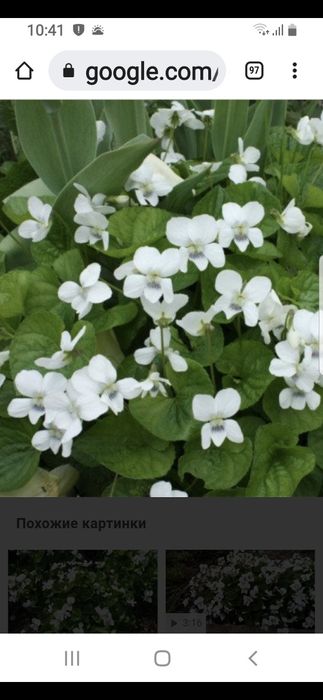 Продам цветы многолетние