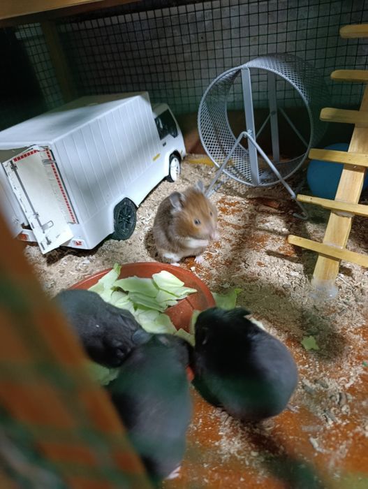 Хамяк  Сиренский сотилади