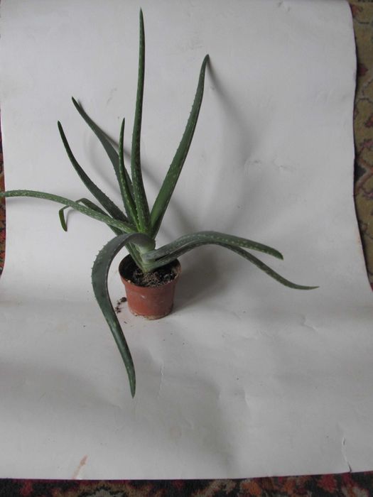 Алоэ лечебный 4-x летний