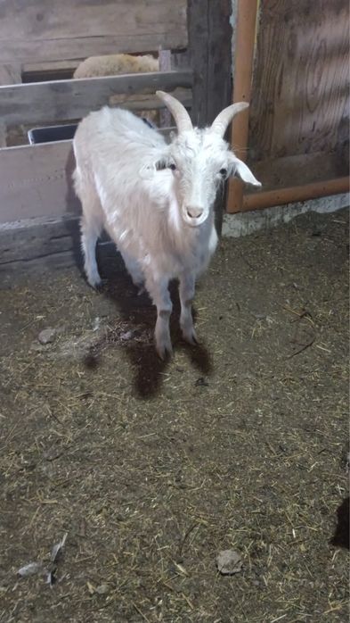 Коза дойная и дойный аппарат