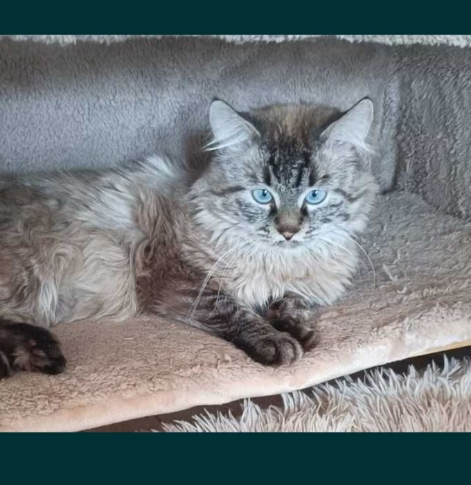 Котята Невская маскарадная !