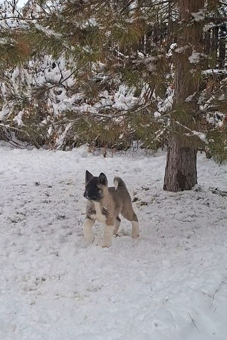 Акита щенки продажа