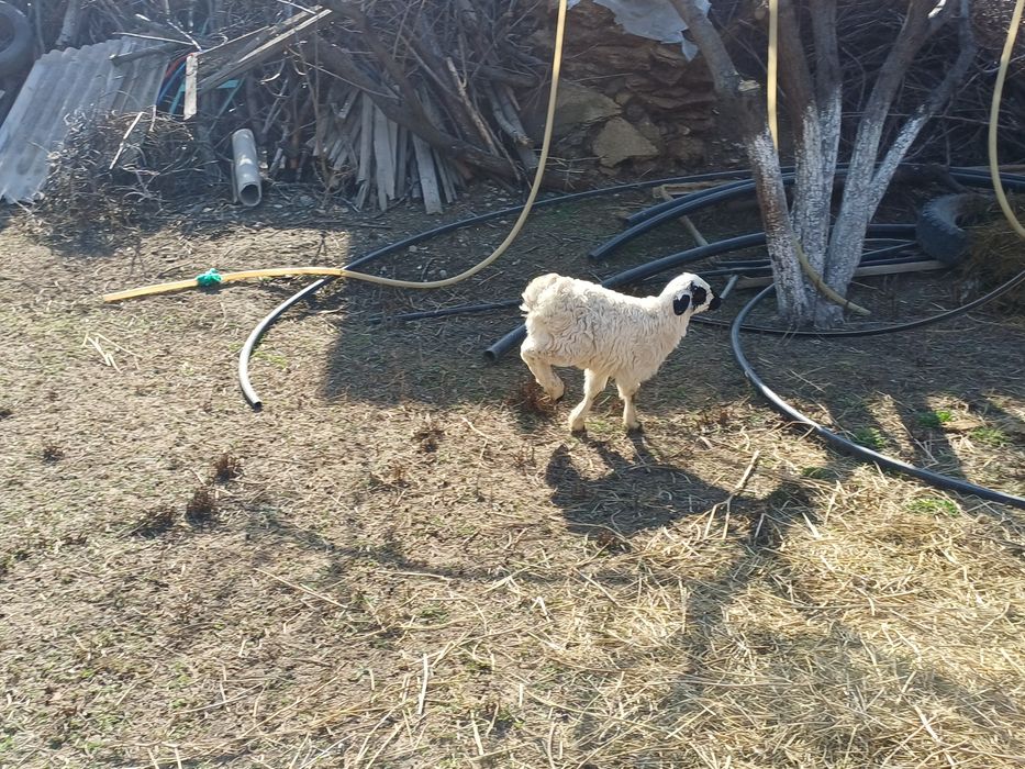 Қозы,  қошқар қозлы қой сатылады