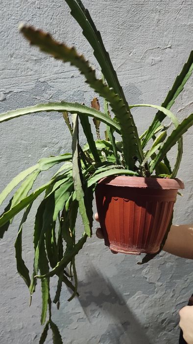 Эпифиллум красный