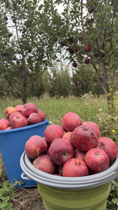Яблоневый сад (apple garden)