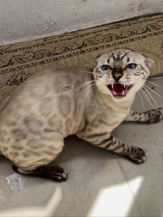 Бенгалский кот на вязку