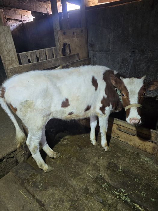 Телка  телкаааааа