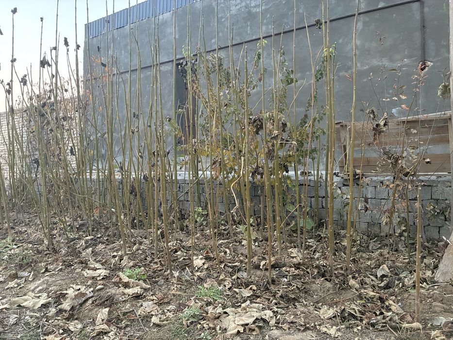 Pavloniya ko’chati sotiladi