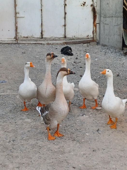 Bozor xar chorshanba va shanba kunlari