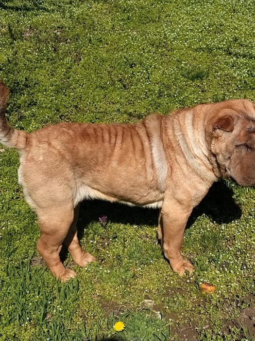 Femela Shar Pei 2 ani