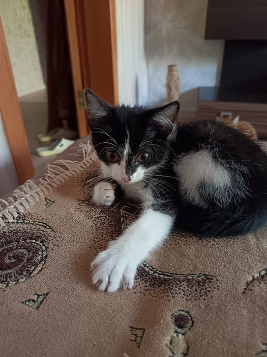 Пристраивается котенок