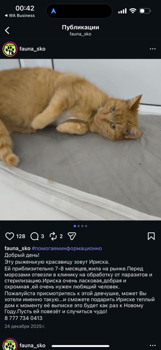 Котята бесплатно