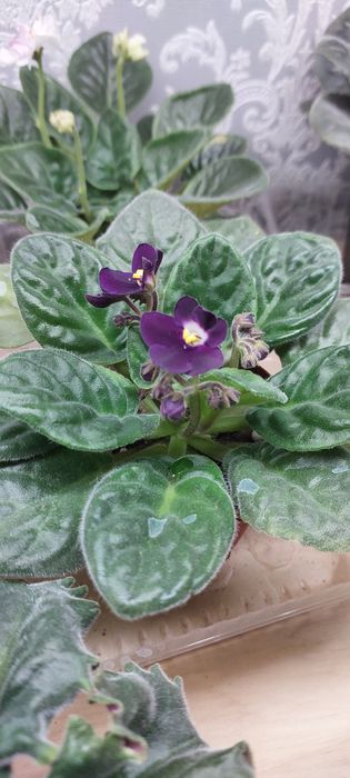Продаю фиалки.Домашние.