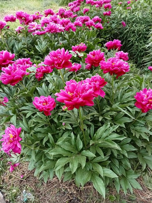 Продам деленки пиона Ред Сара  Бернар