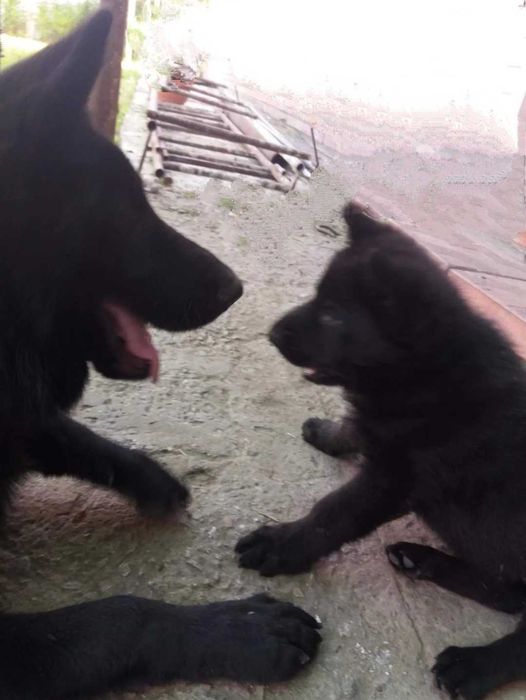 Немецкая овчарка щеночки чёрные