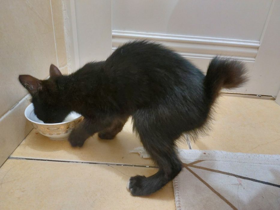 Котёнок ищет семью