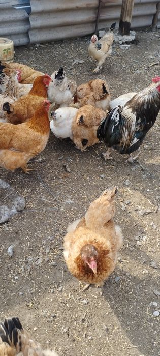 Продам курей и петухов
