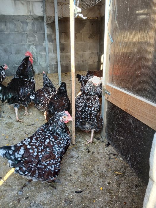 Vind ouă de incubație sussex HD porțelan