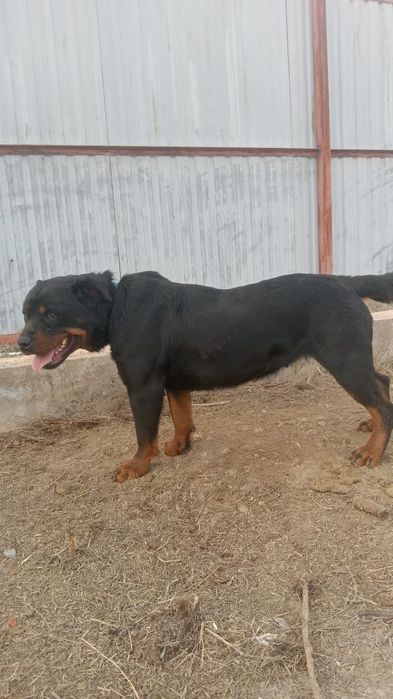 Ротвейлер сатылады