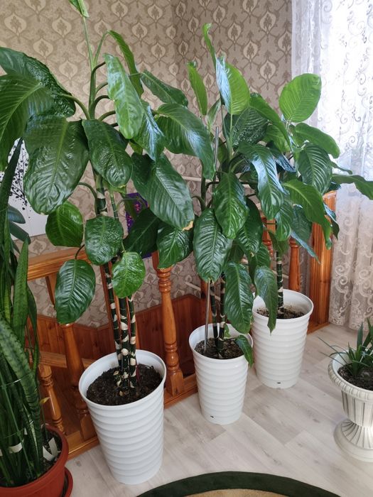 Продам диффенбахию комнатные растения