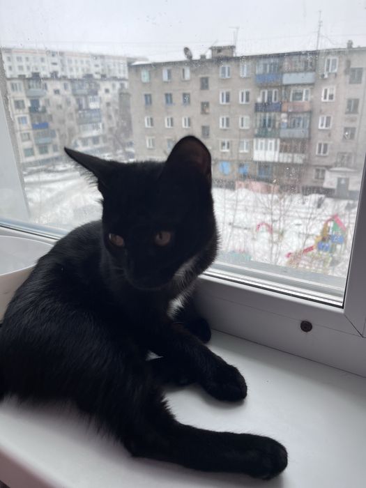 Отдам хорошие руки