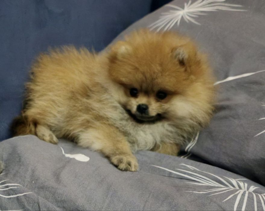 Померанский шпиц