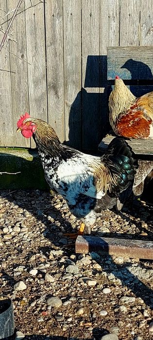 Cocoși Moțați 2025