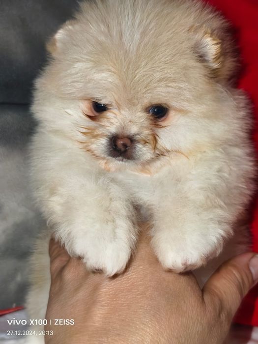 Продам щенков породы шпиц