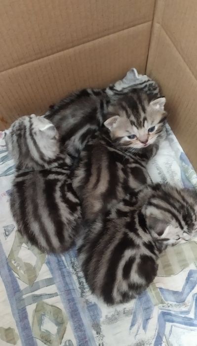 Мраморные котята