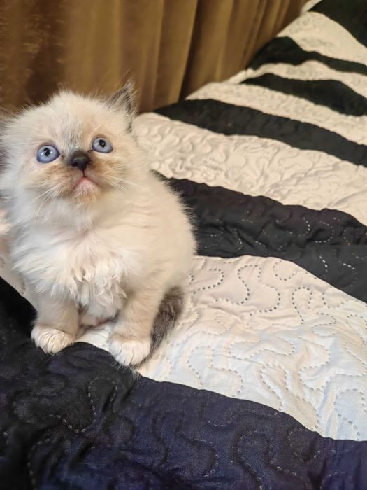 Чистокръвни котенца Ragdoll