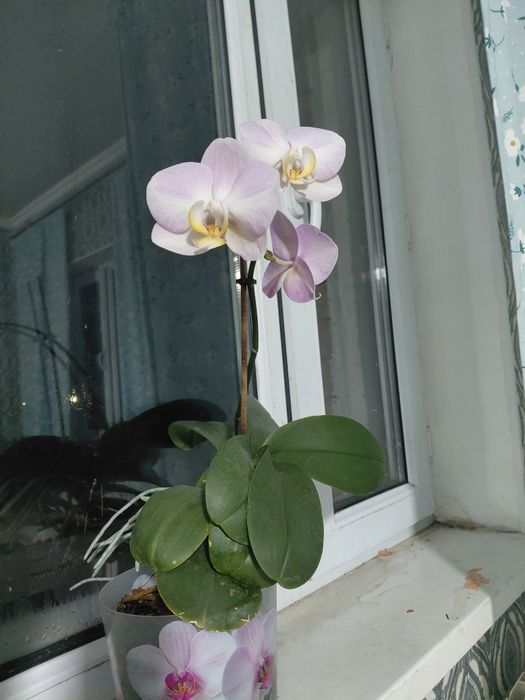 Продам цветы комнптные