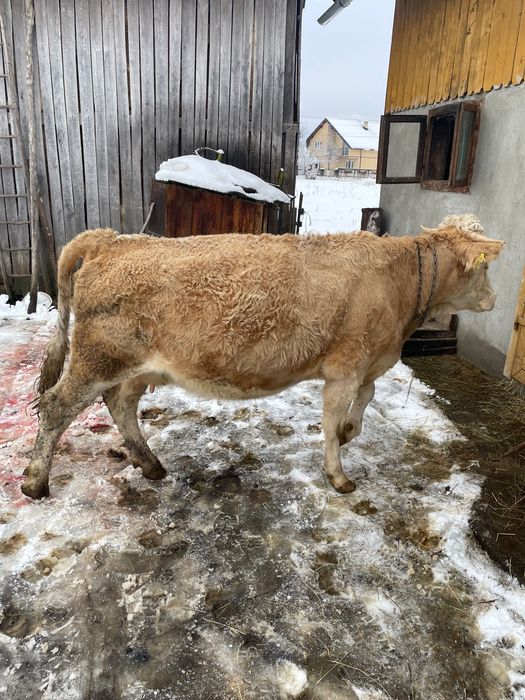 Vând vaca tânără