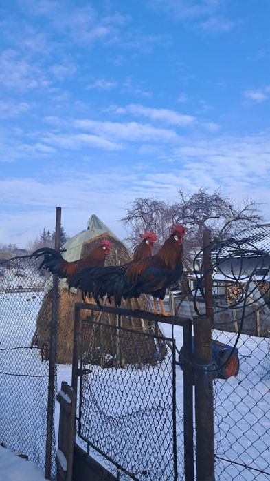 Vand cocosi si gaini de italiana!