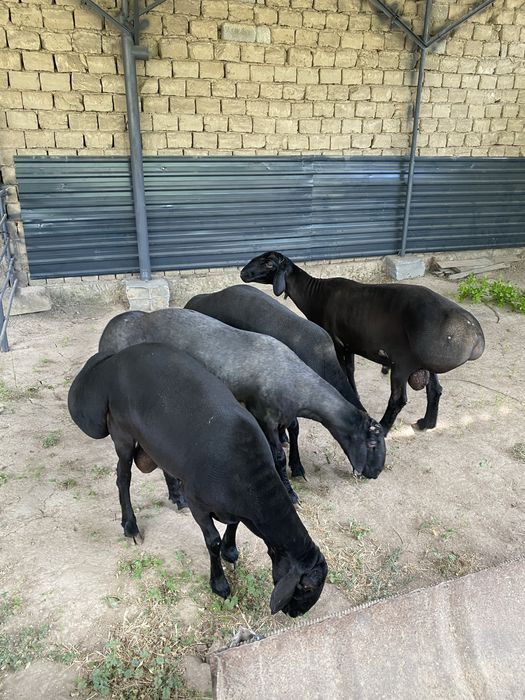 Kotta qochqorla sotiladi
