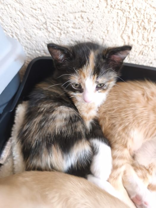 СПЕШНО Подарявам котенца