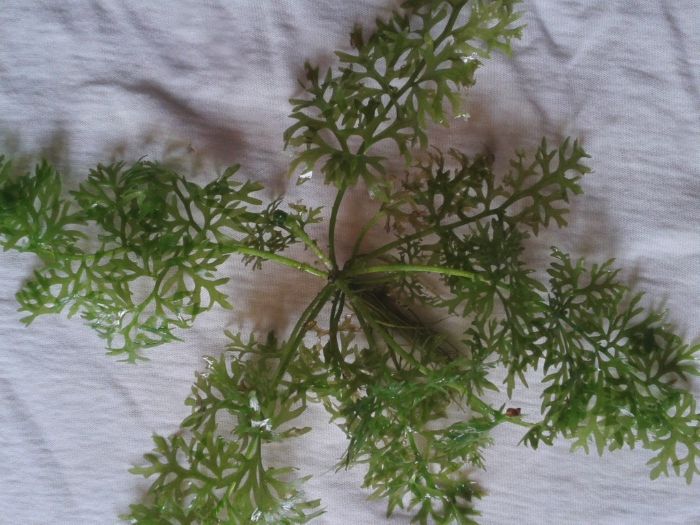 Аквариумни растения