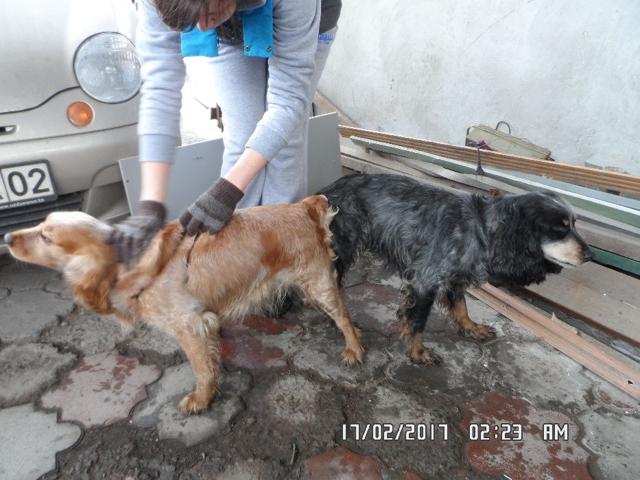 кобелёк ищет подружку.