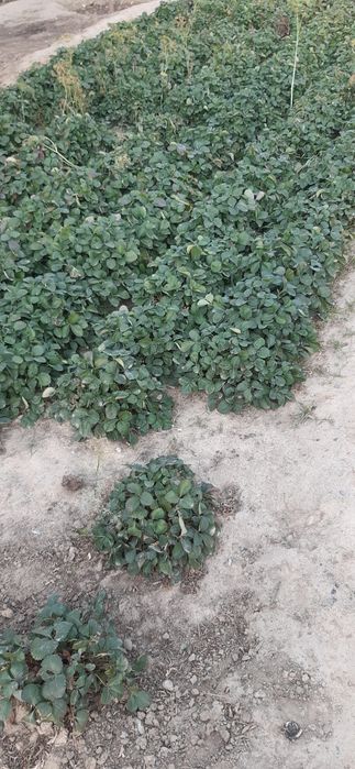 Продам сажанцы и обагреватель